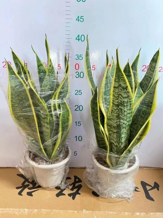 Hot Selling High quality/High cost performance  Sansevieria Dracaena Trifasciata Snake Plants for Sale