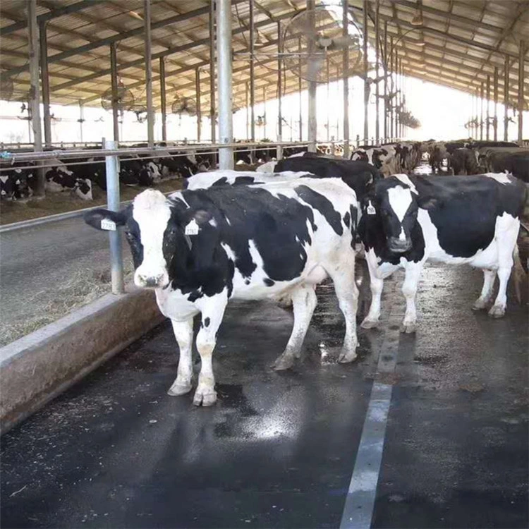 Старения сопротивление канавку коровы коврики кровать против скольжения лошадь коврик резиновый напольное покрытие для животноводства