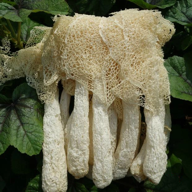 Bambú secado Fungus Mushroom Dictyophora indusiata Chu-Sheng