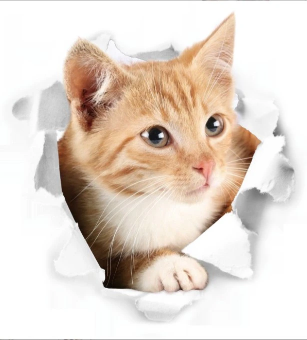 New Creative 3D Three-Dimensional Cat and Dog Broken Wall Decoration Toilet Toilet Toilet Cover Notebook Sticker Wall Sticker