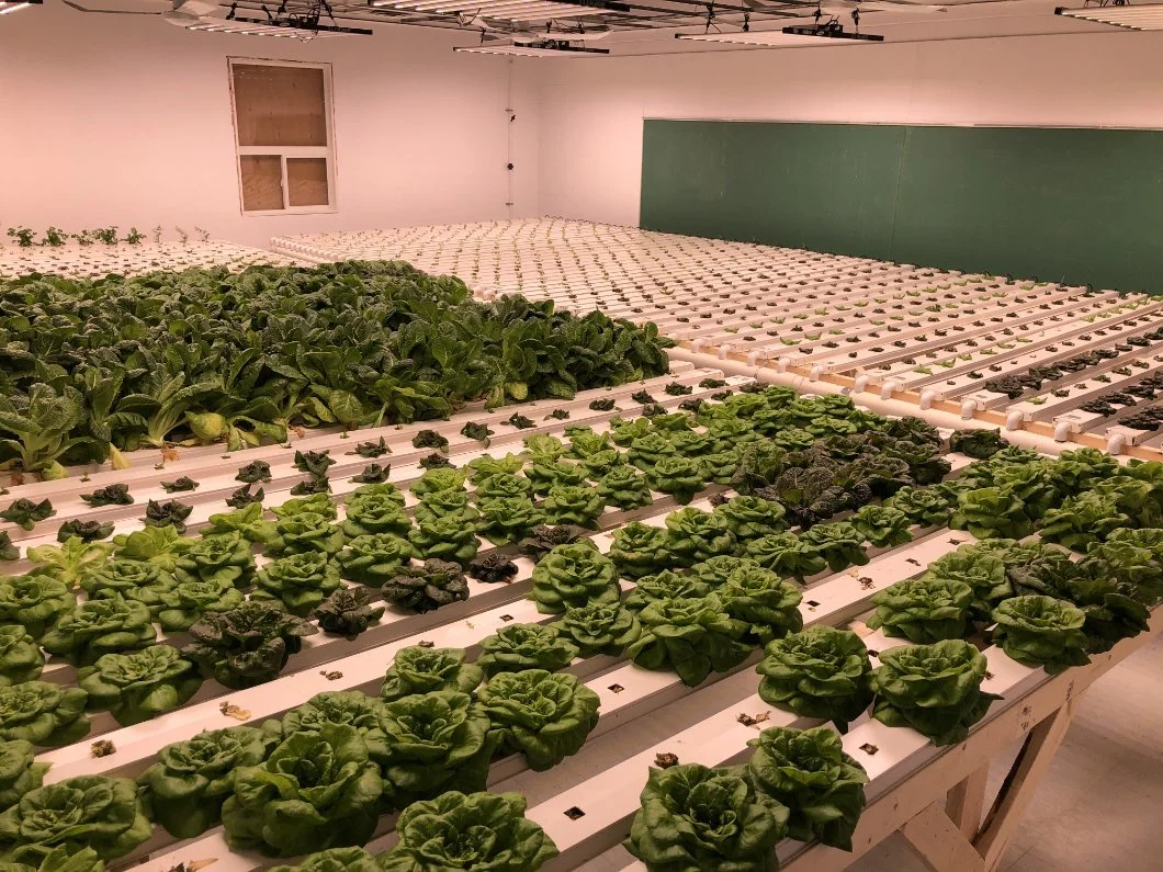 100 * 50mm Landwirtschaft NFT System hydroponic Food-Grade wachsende quadratische Rohrgestell Wasserrinne Des Systems