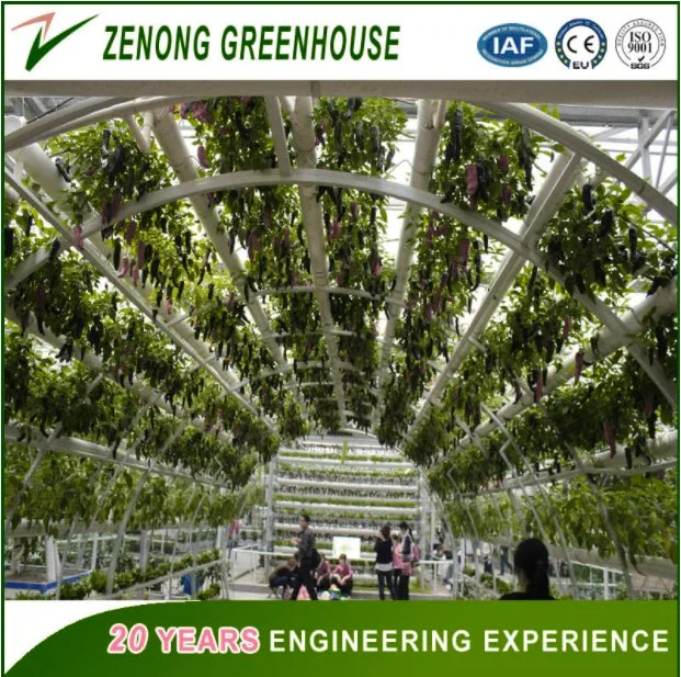 Commercial PC Sheet Greenhouse with Good Quality Price Hydroponics System