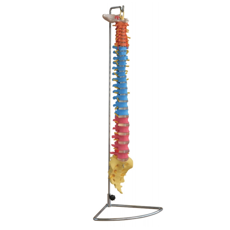 Didactic Vertebral Column Anatomical Spine Model