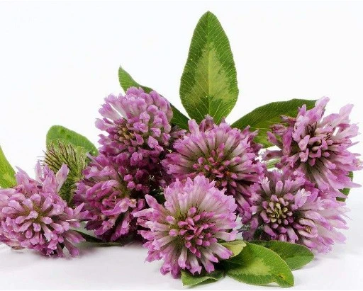 Halal Certified Red Clover Extract Isoflavone 8%, 20%, 40% durch HPLC