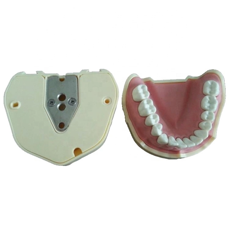 Dental Phantom Manikin Silikon Material Variable Größe komfortabel zu bedienen Und trainieren