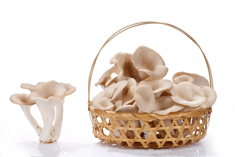 Green Vegetable Food Pleurotus Geesteranus Oyster Mushroom