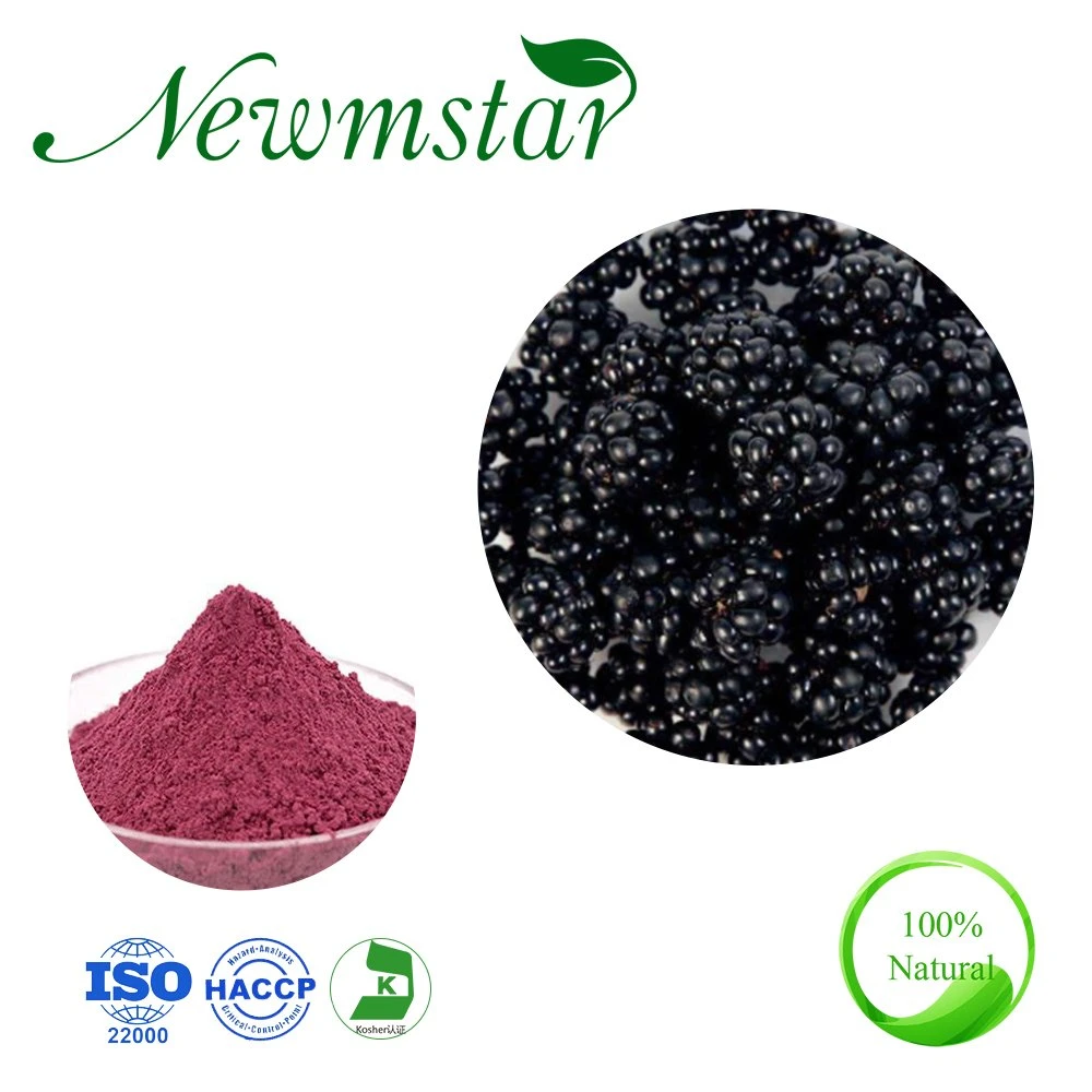 Supplément alimentaire poudre de fruits BlackBerry extrait de fruits BlackBerry 10: 1, 20: 1, 30: 1