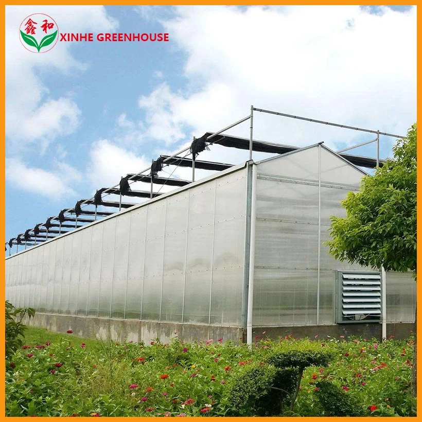 Serre commerciale/agricole en polycarbonate avec structure en acier et système hydroponique pour la culture de tomates/concombres/laitues/poivrons.