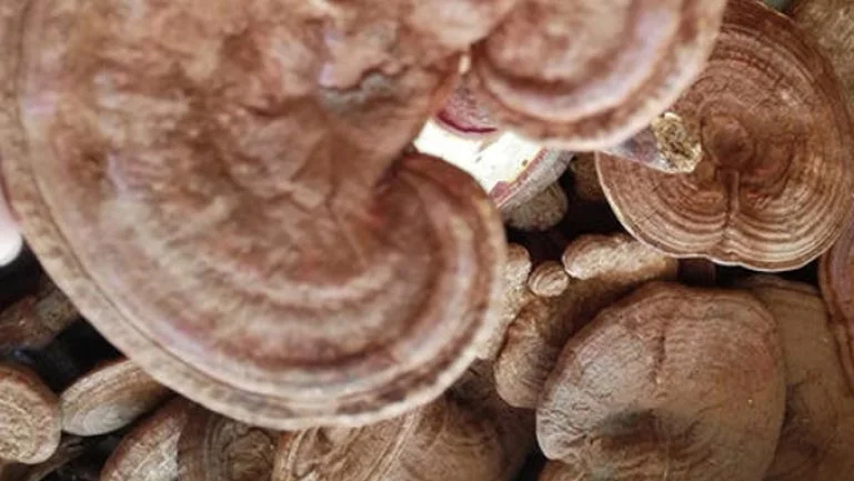 Reishi Mushroom lucide séché Ganoderma Lingzhi