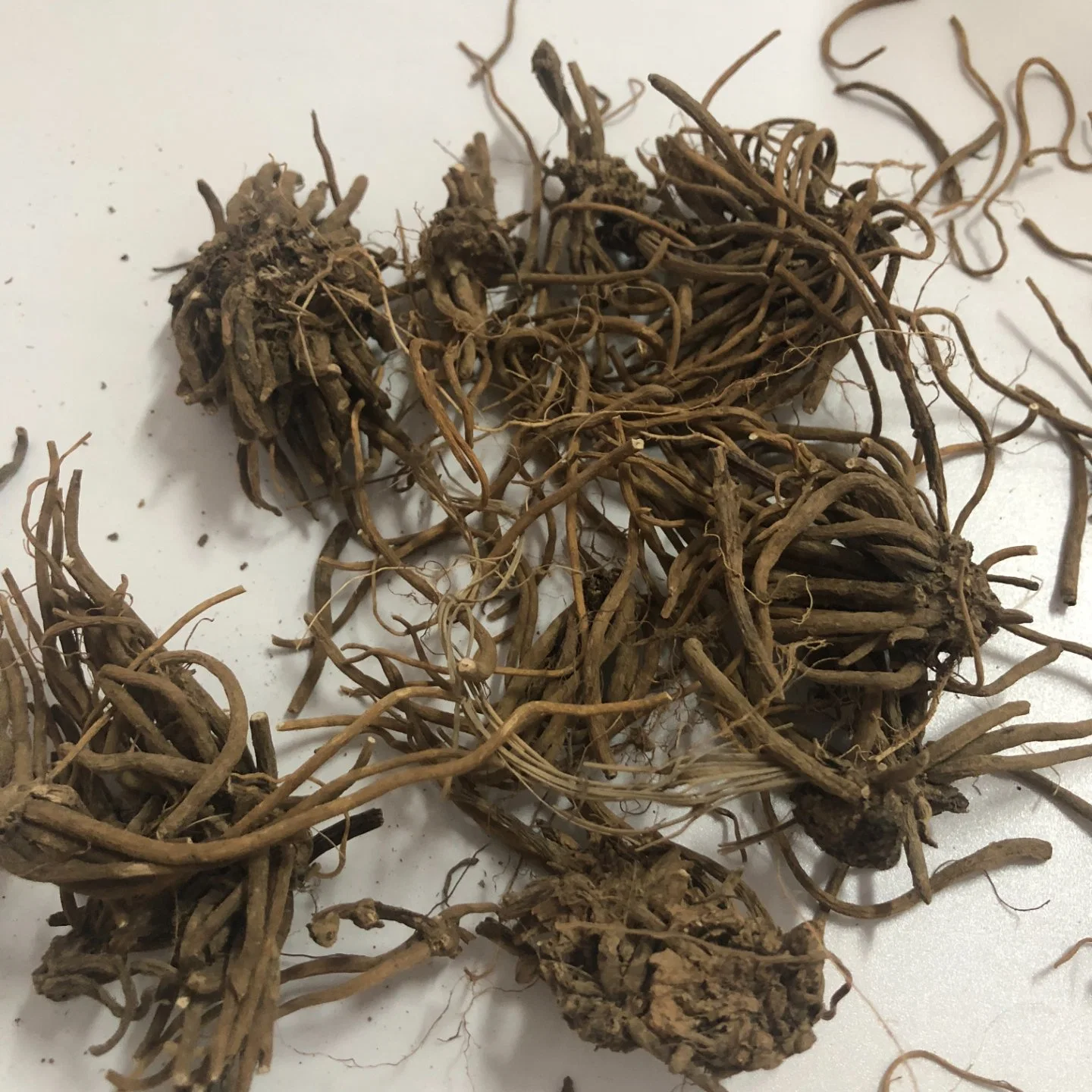 Wholesale/Supplier Dried lavado Natural Valeriana Officinalis gato mascota almohada