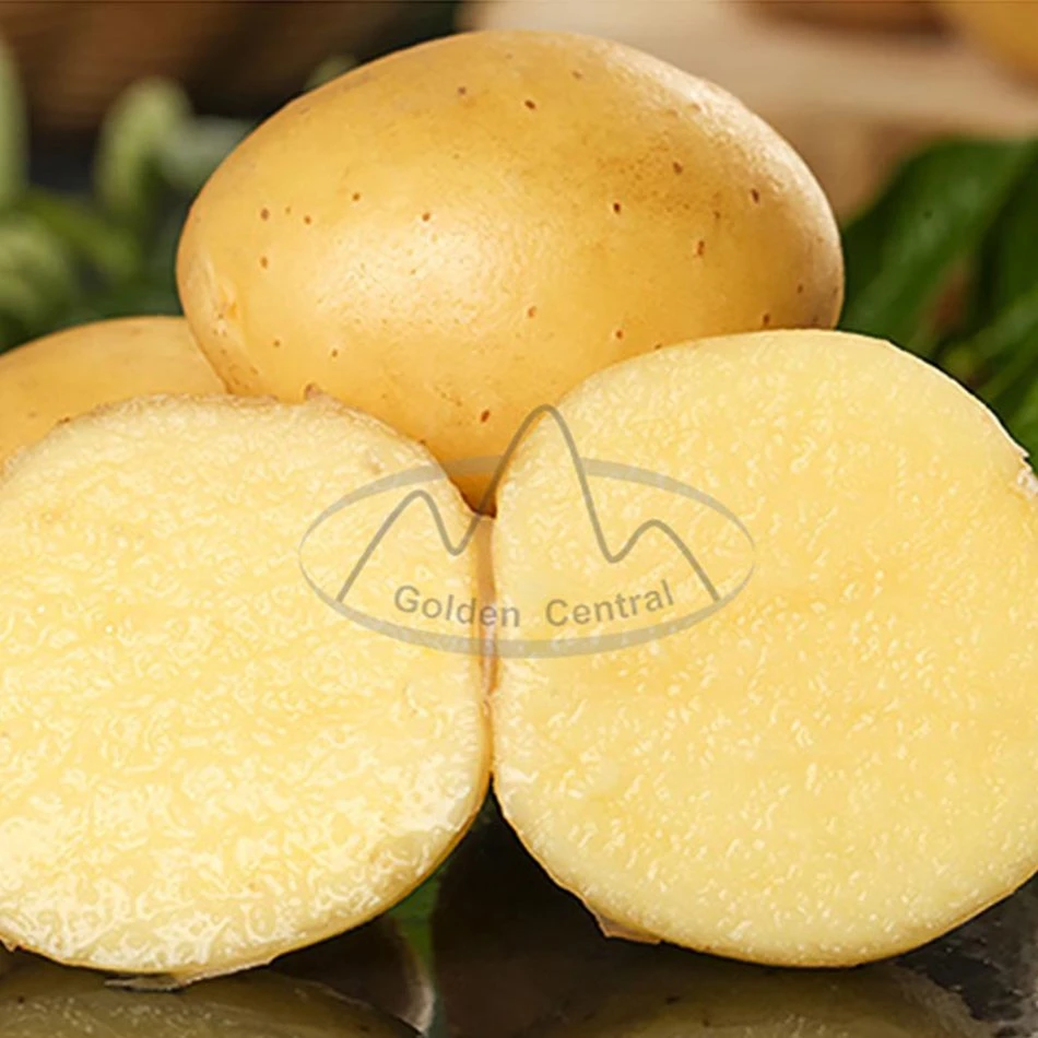 Hot Selling Vegetable Potato Sale From China with Low Price