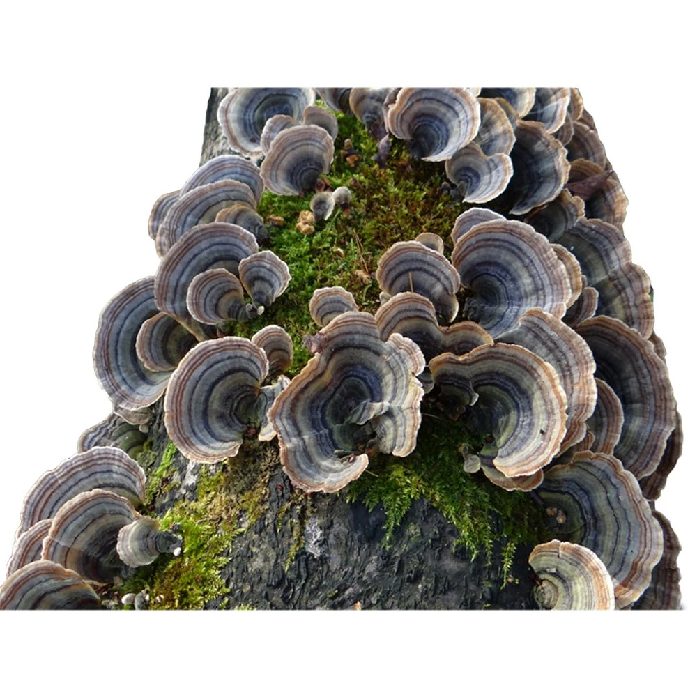 Organic Turkey Tail Mushroom Powder Coriolus Versicolor Mushroom Extract Turkey Tail Extract Water Soluble