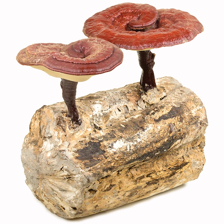 100% Natural Ganoderma Lucidum setas Reishi setas Lingzhi Extracto de setas Polvo Extracto de Reishi polvo para inmunidad