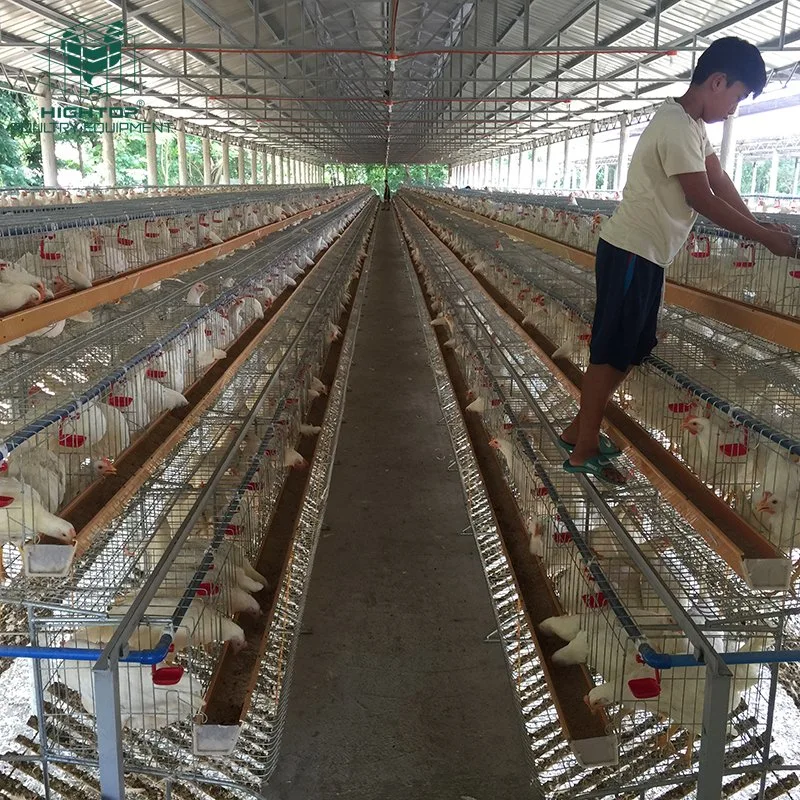 Poultry Farm Hens 160 Capacity Egg Laying Chicken  Cage For Layers