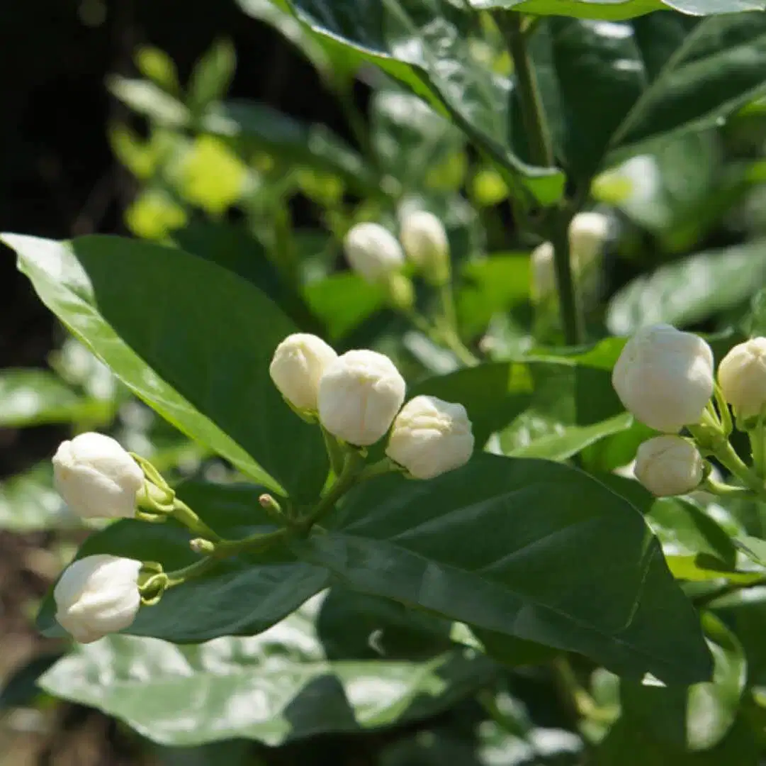 Natural Herb Flavor Tea Flowering Molly Jasmine Flower