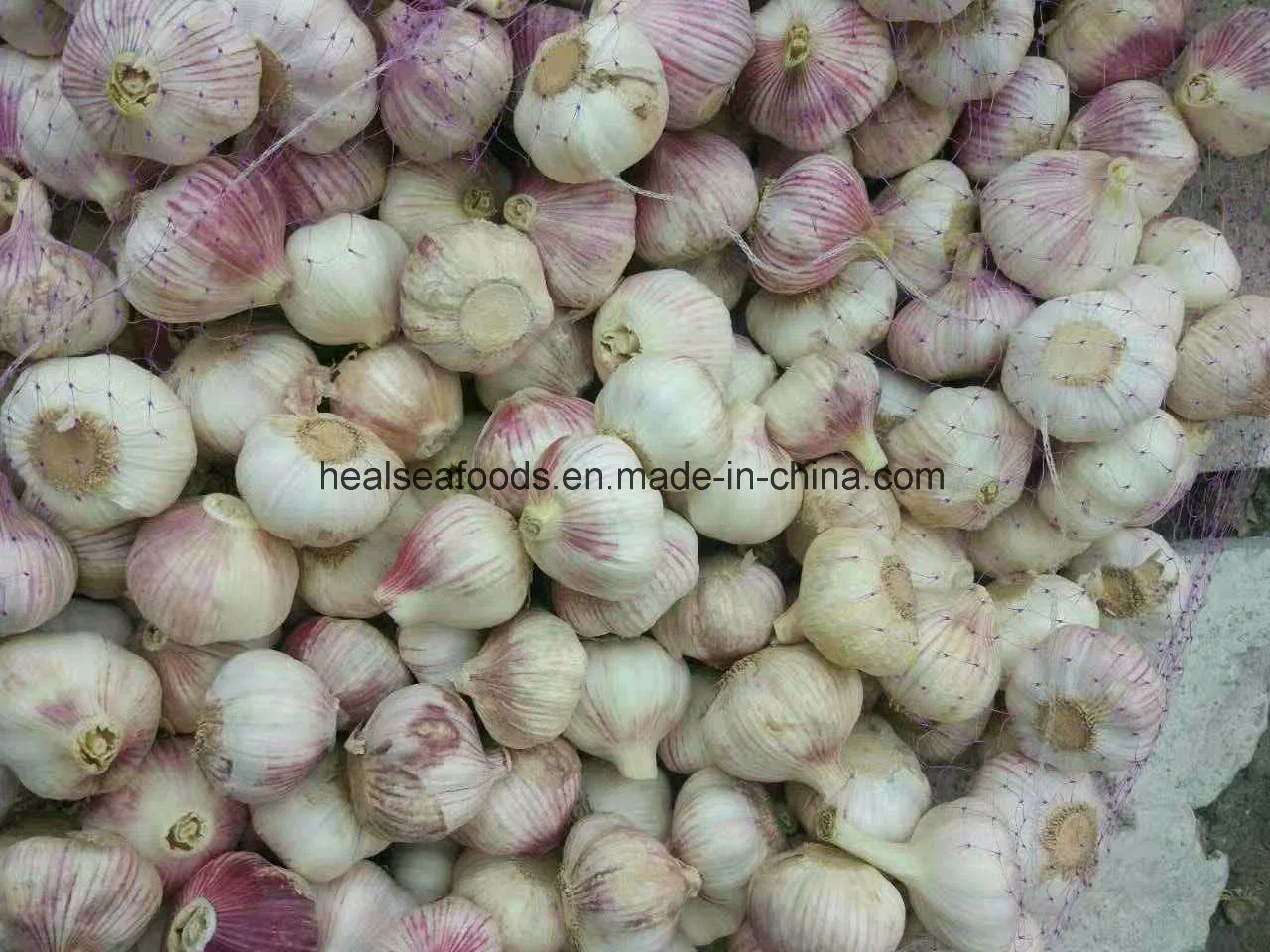 2014 Pure White Garlic 5.0cm+