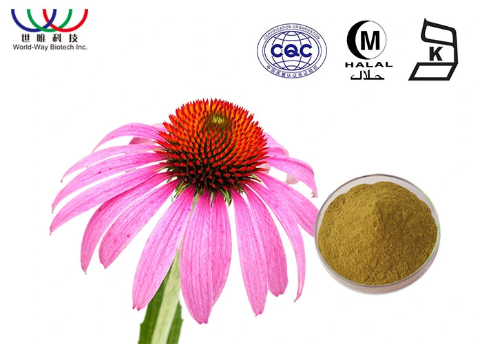 Herb Ingredients in Bulk Echinacea Extract High Purity 4% Chicoric Acid Herb Echinacea Purpurea Extract Powder