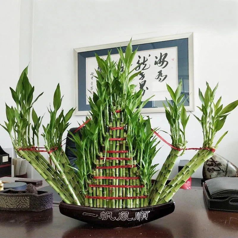 Zhanjiang Farm Price Sailing Boat Dracaena Sanderiana Live Nature Indoor Aquatic Pot Plants Lucky Bamboo