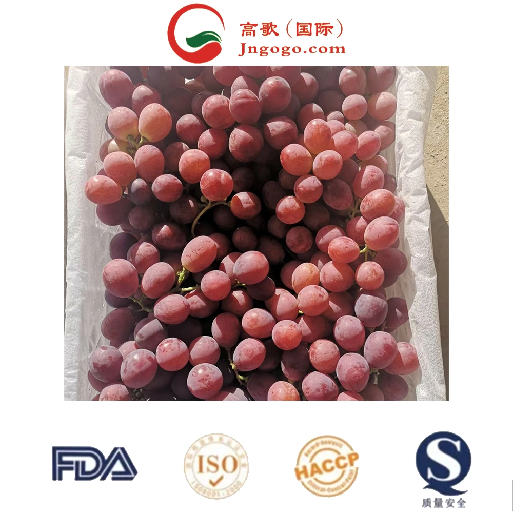 Red Globe Grape frutas frescas Red Grape da China Import Empresas de exportação Pune