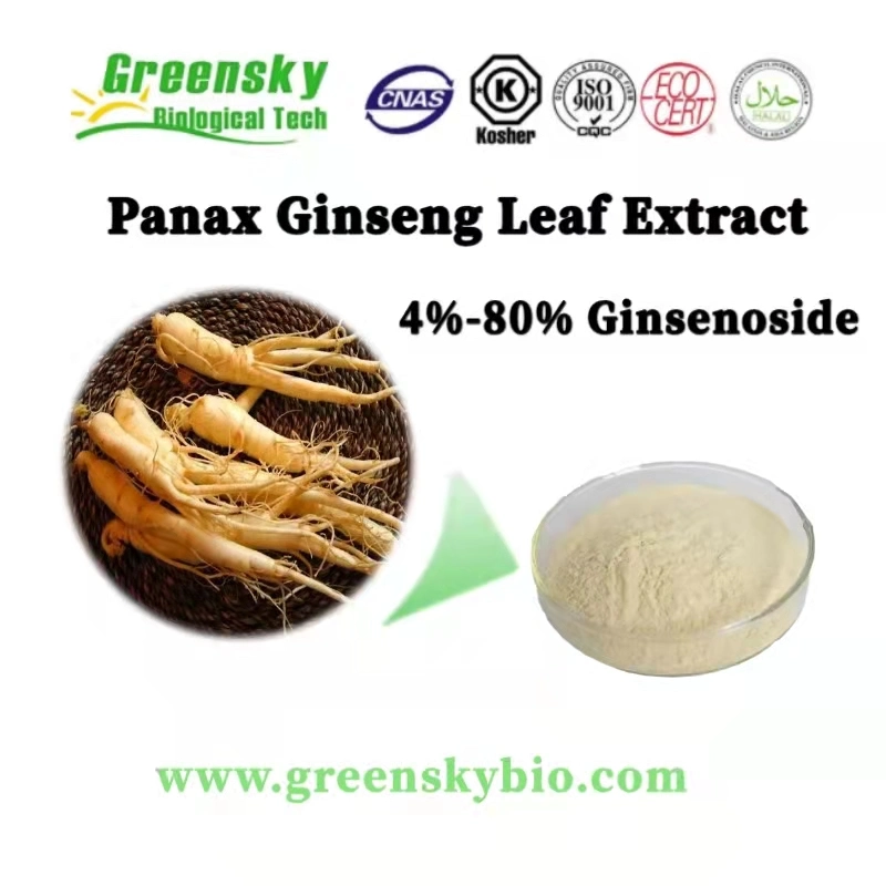 Panax Ginseng Leaf Extract 4%-80% Ginsenosid Gesunde Pflanze Von Hoher Qualität Extrakt Kräuterextrakt Natürliche Lebensmittelzusatzstoffe