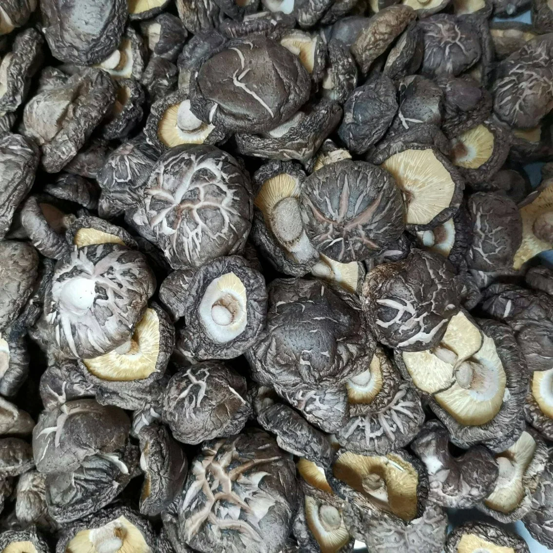 Dried Black-White Grain Tea Flower Shiitake Mushroom