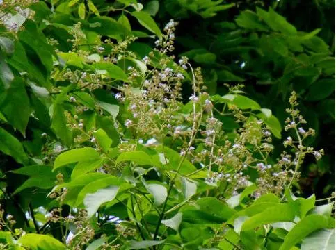 Oragnic Aceite Esencial de Vitex aceite de petróleo por alimentos