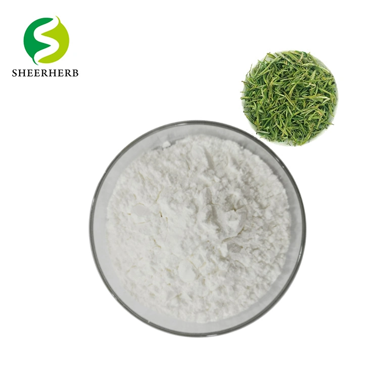 Pure Natural Plant EGCG 40% L-Theanine CAS 3081-61-6 Green Tea Extract L-Theanine