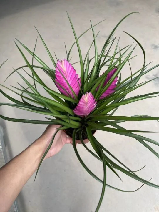 Fresh Pink Flowers Tillandsia Cyanea Gift Garden Indoor Bonsai