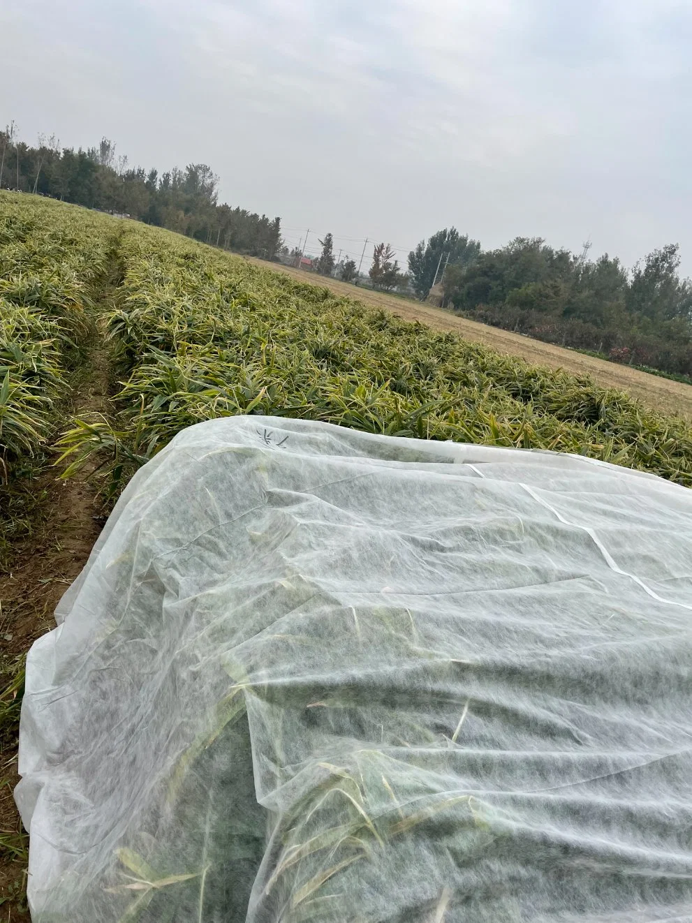 Waterproof Agricultural Ground Cover Cloth Anti Frost Plant Cover Qingdao Port