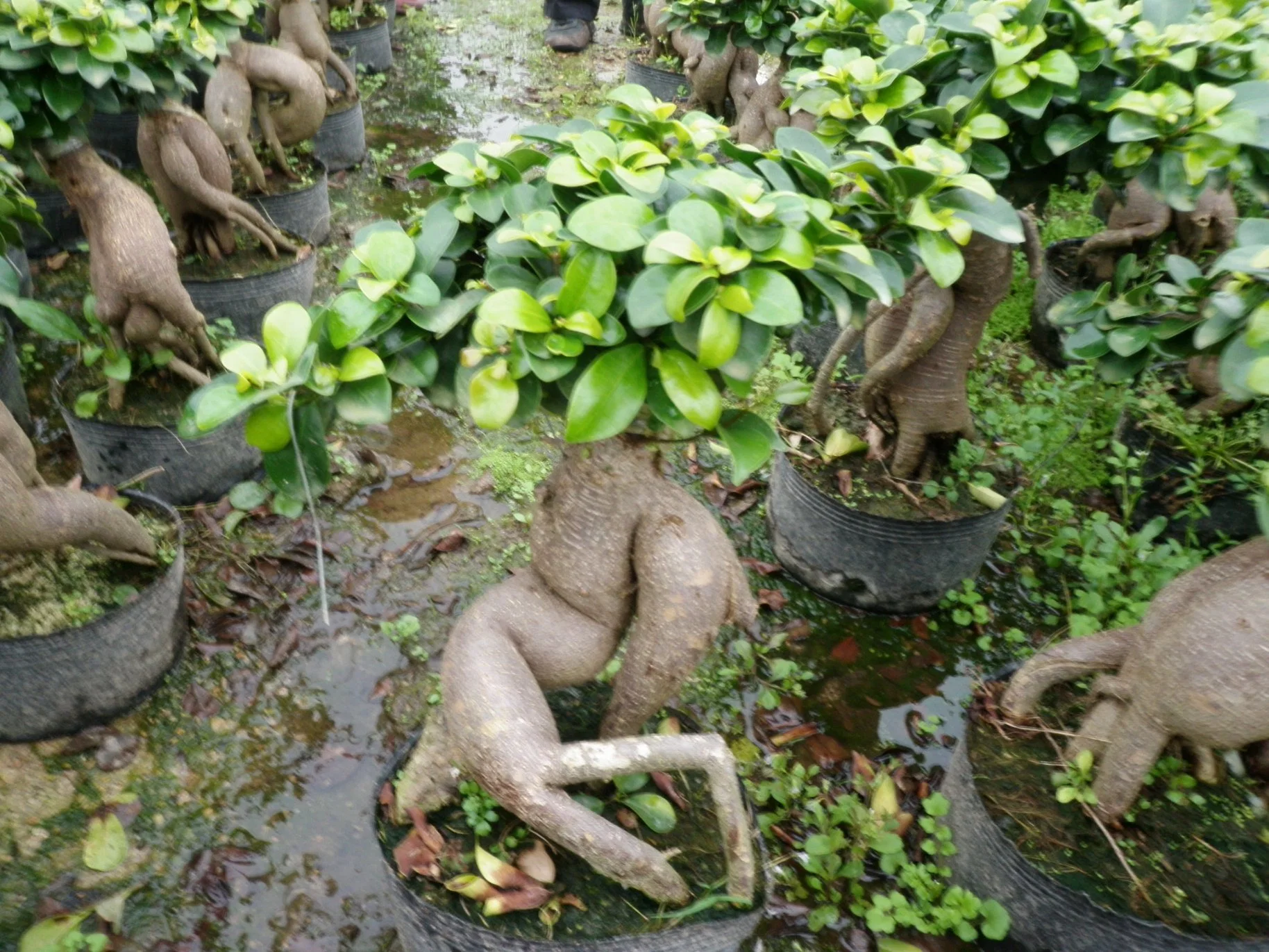 Ficus microcarpa Ginseng árbol Bonsai