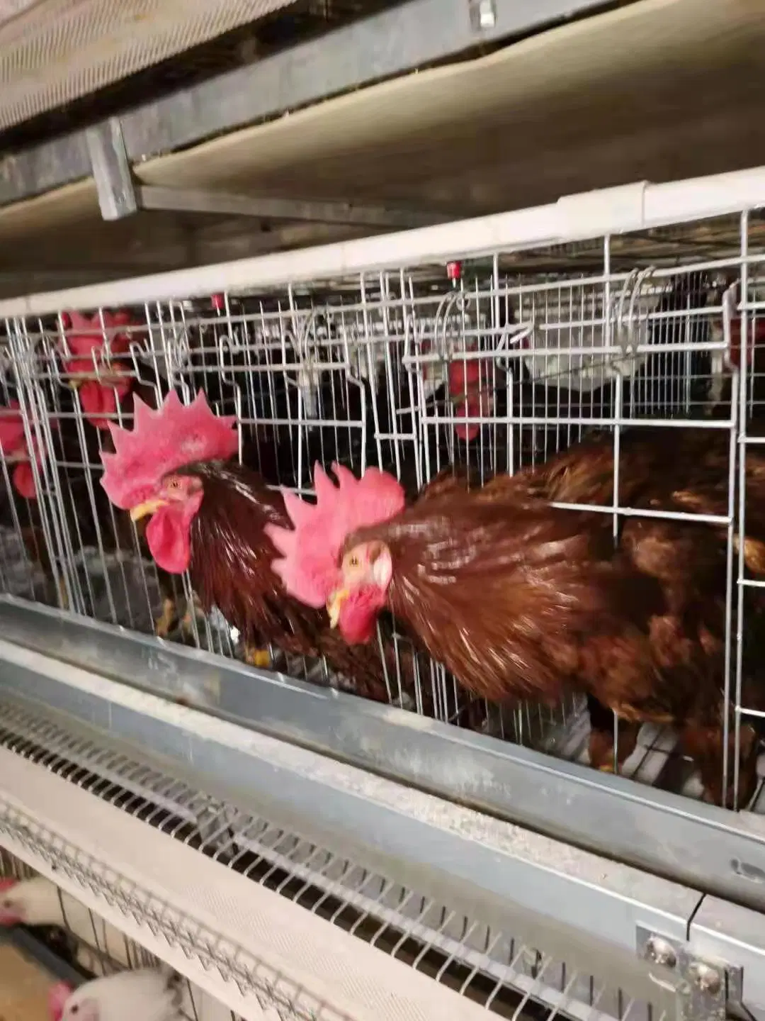 Super sale faible prix de l'usine de batterie de poulet couche cage Pour la ferme du Pakistan