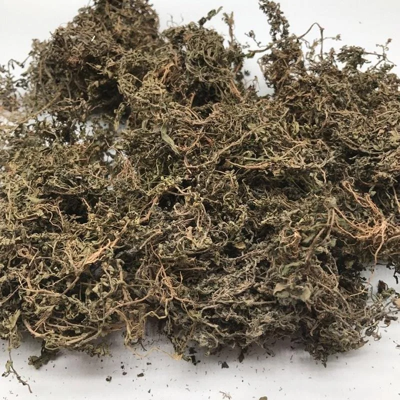 E Bu Shi Cao 100% Medicina Natural de Herba China Centípedos