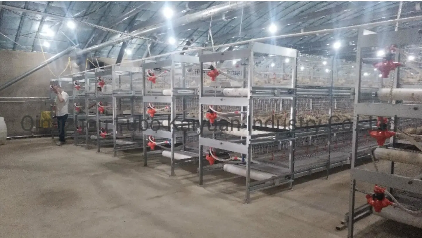 Different Type of Cage/Husbanfry Animal Poultry Farm Chicken Equipment/Livestock Machinery/Equipment/Hot Galvanized Automatic Chicken Farm Poultry Cage /Htype