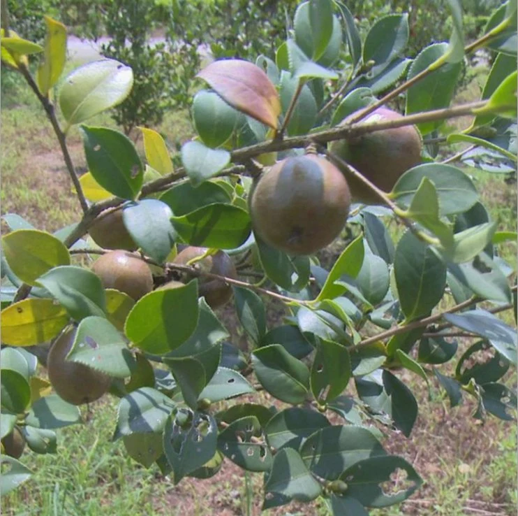 Extrato de semente de Camellia oleifera Abel Tea Saponins Camellia