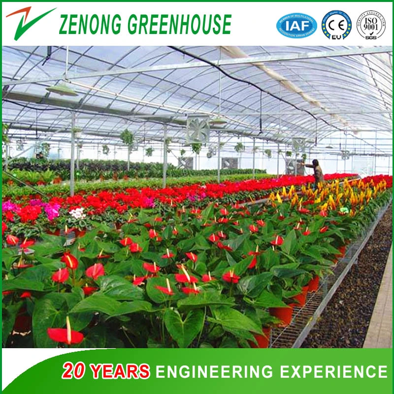 Easy Install Greenhouse Steel Frame Covered with Plastic Film /Glass