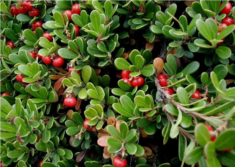 100% Natural Bearberry Leaf Extract Beta-Arbutin