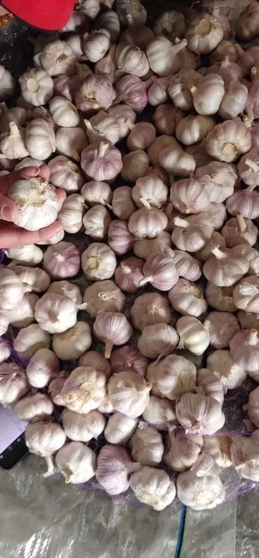 Fresh White Garlic New Crop 2020 China White Garlic Fresh for Import with Good Price