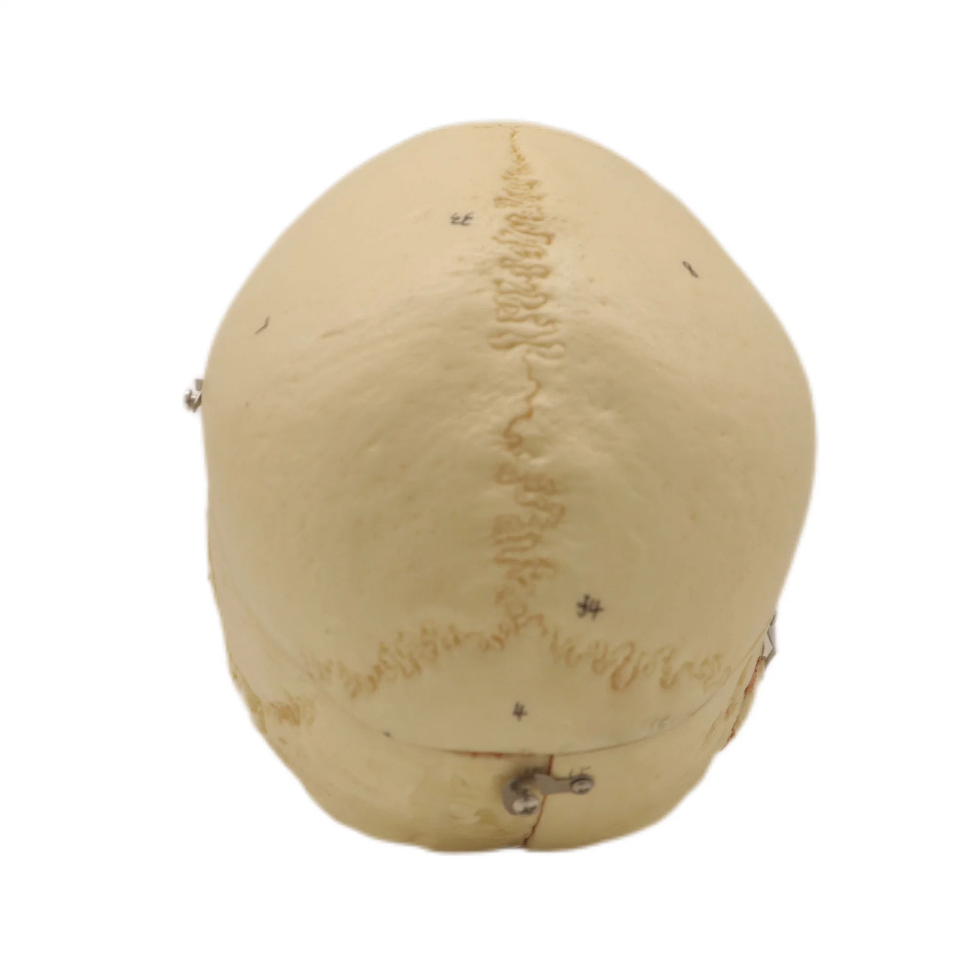 High quality/High cost performance  PVC Humam Anatomical Model Adult Skull with Blood Vessels and Nerves