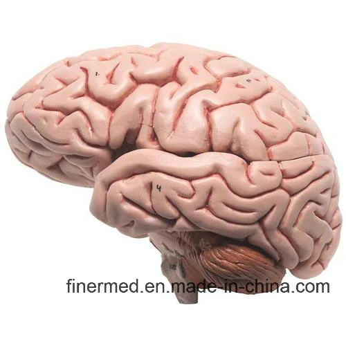 Plastic Human Brain Model