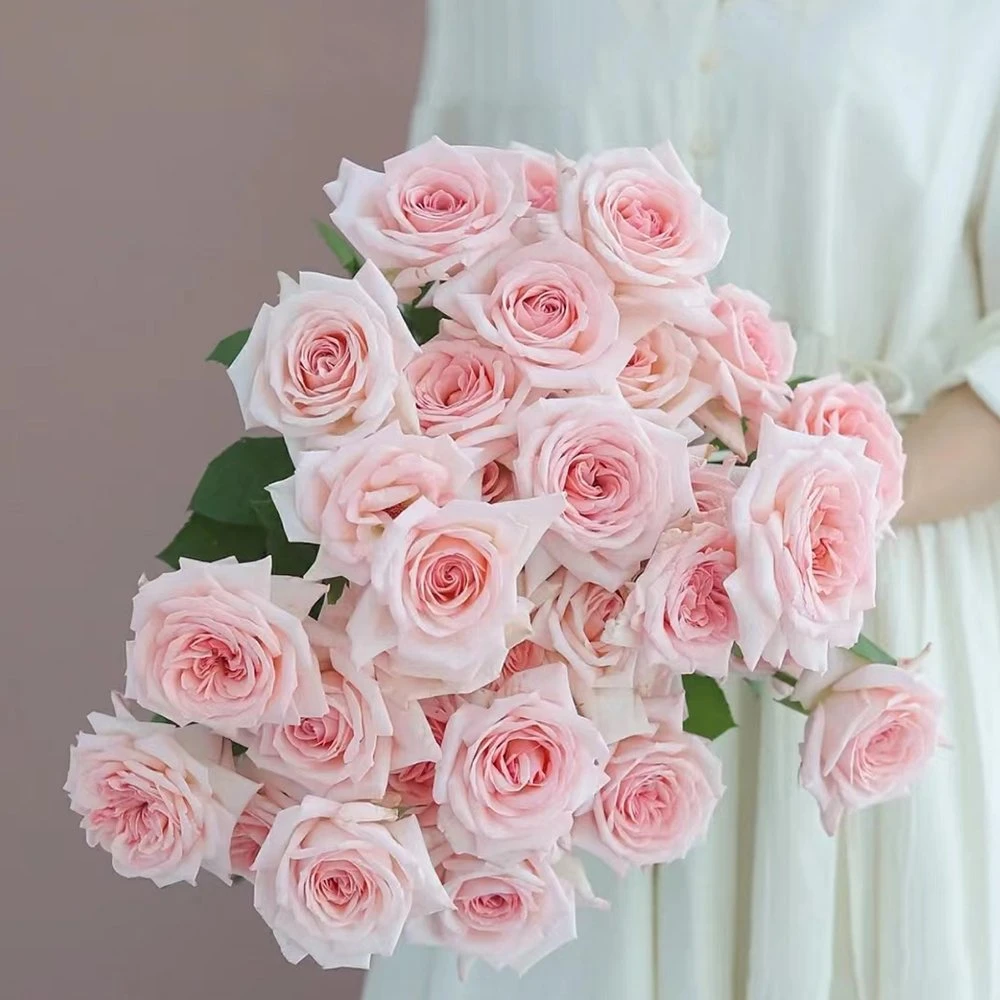 Pink Lychee Pink Rose Real Flowers China Wholesale/Supplier Yunnan Kunming Base Direct Mail Fresh Cut Flowers Valentine's Day Wedding Bouquet Wholesale/Supplier Florist