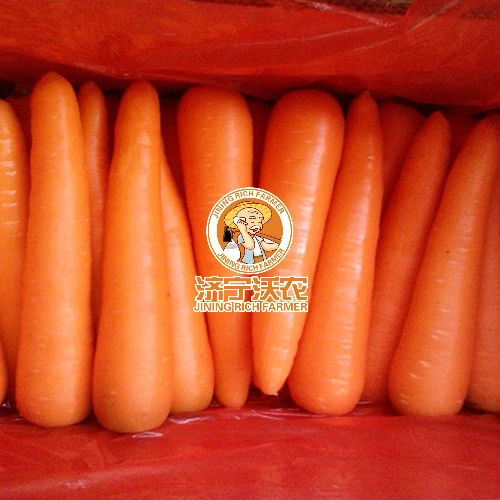 Haute qualité/performance à coût élevé pour l'exportation de carottes fraîches chinois