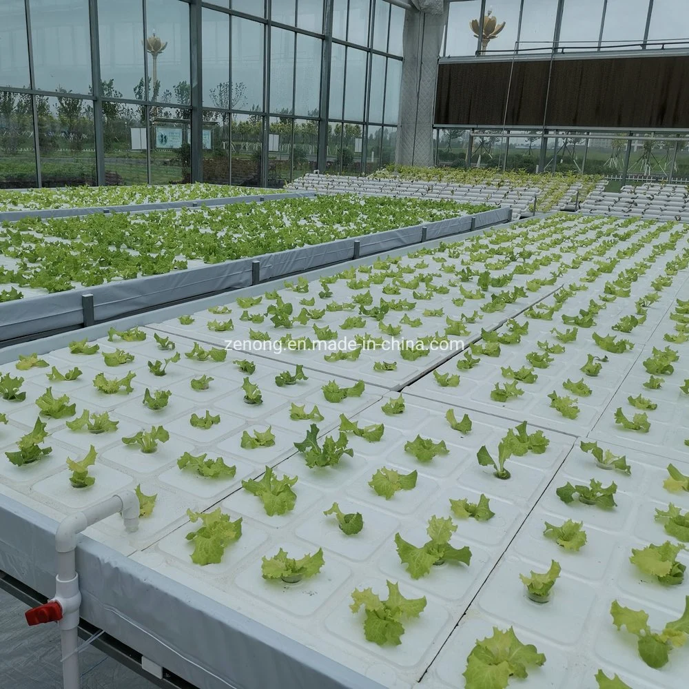 Cultivo de agua profunda sistema hidropónico DWC para verduras de hoja orgánica En Greenhouse