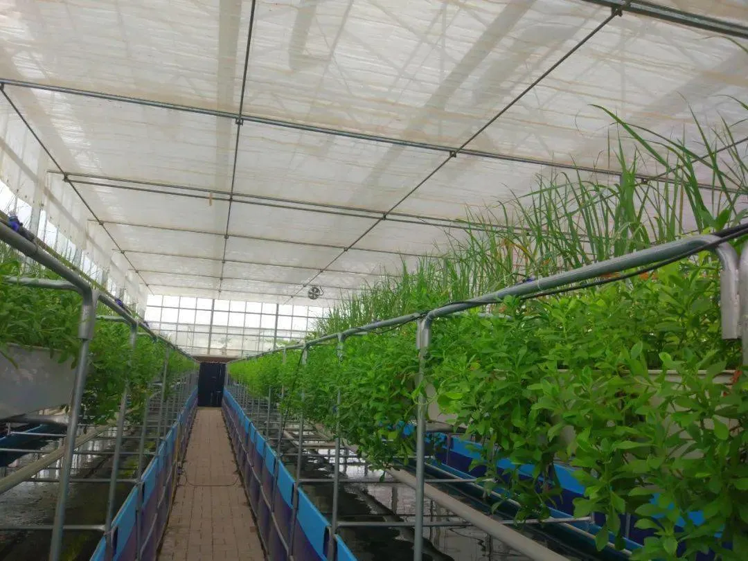 High quality/High cost performance Tunnel Greenhouse for Commercial Farming with Hydroponics-System