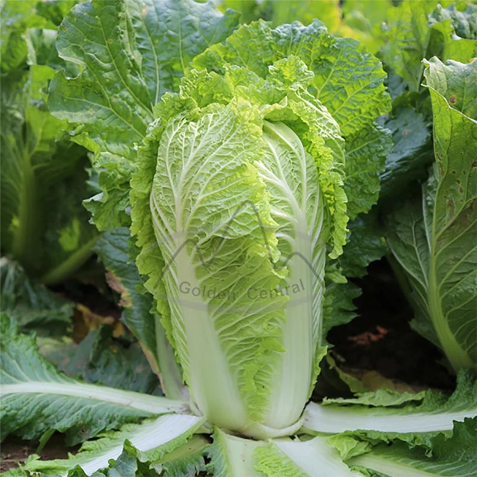 Prix usine Vente en gros de légumes frais chou chinois de Chine