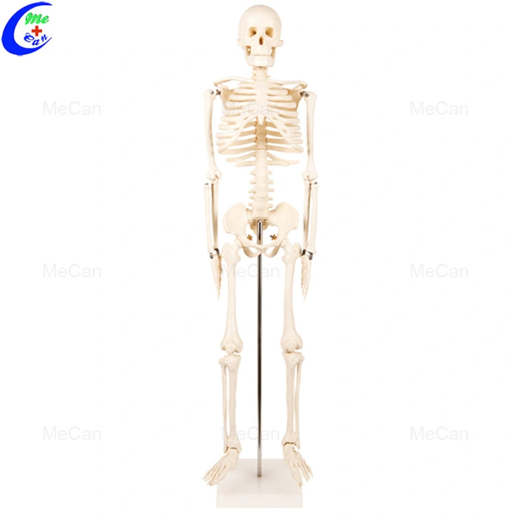 Modelo médico 180cm de anatomía del cuerpo humano artificial modelo esqueleto