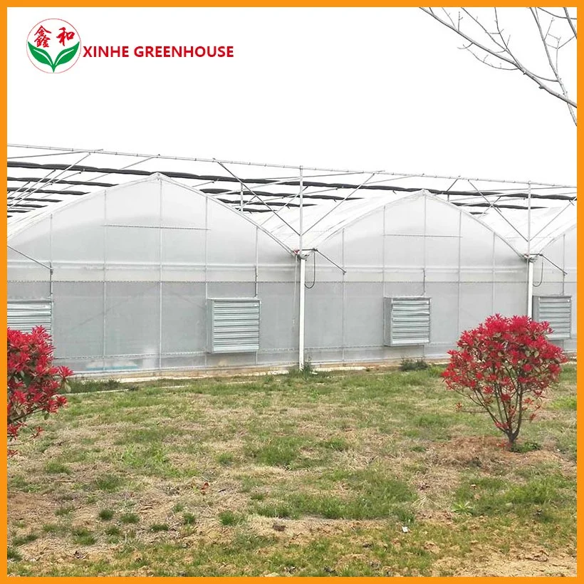 Single Span Type Film Greenhouse with Heating System for Tomatoes