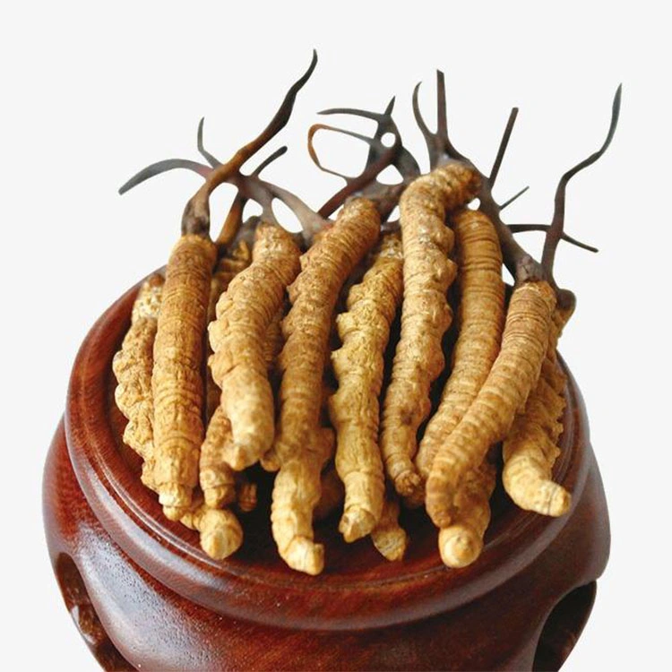 Cordyceps Sinensis Mycelium Powder Cordyceps Militaris Ophiocordyceps Sinensis