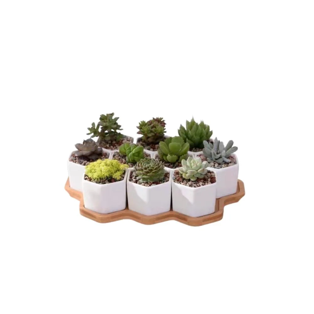 10 PCS Ceramic Small Hexagon Succulent Pot with Bamboo Tray Mini Assorted Wyz21946