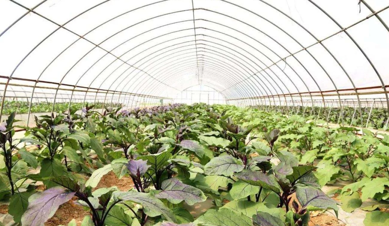 Agriculture/Farm/Single-Span/Tunnel Plastic Film Greenhouse with Irrigation System for Tomato/Cucumber Planting