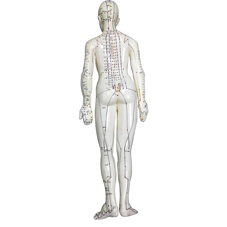 Anatomía del cuerpo profesional modelo modelo de acupuntura 48cm modelo Famale para la enseñanza